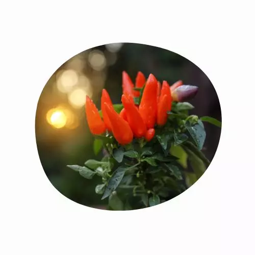 hondrofrost-ingredientes-extracto-de-capsicum